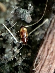 Elaphropus