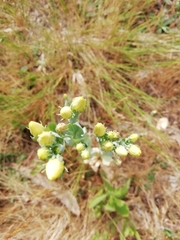 Blackstonia acuminata