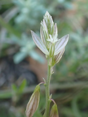 Polygala monspeliaca