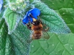 Anthophora furcata
