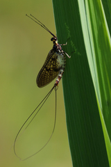 Ephemera danica