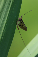 Ephemera danica