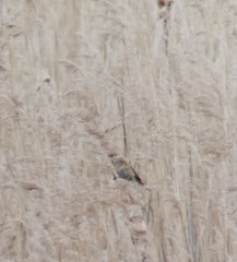 Emberiza schoeniclus