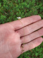 Stellaria peduncularis