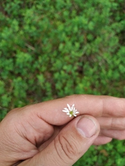 Stellaria peduncularis