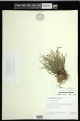 Carex deflexa