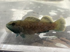 Etheostoma maculatum