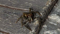 Carrhotus viduus