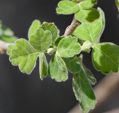 Rhus aromatica pilosissima