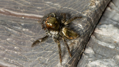 Carrhotus viduus