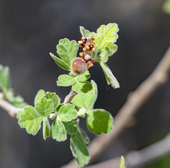 Rhus aromatica pilosissima