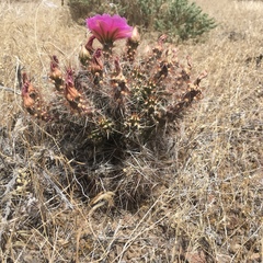 Micropuntia pulchella