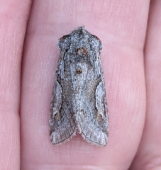 Stretchia plusiaeformis