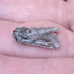 Stretchia plusiaeformis