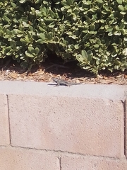 Sceloporus occidentalis