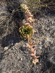 Dudleya candelabrum