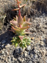 Dudleya candelabrum