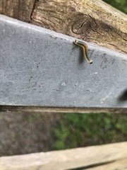 Strongylogaster mixta