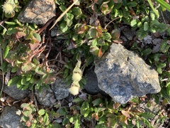 Antennaria monocephala