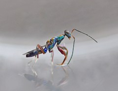 Heydenia pretiosa