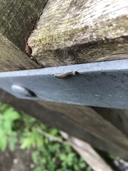 Strongylogaster mixta