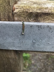 Strongylogaster mixta