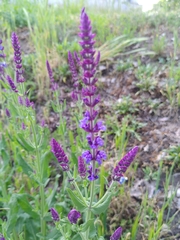 Salvia