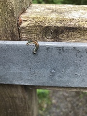 Strongylogaster mixta