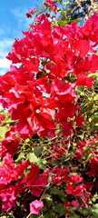 Bougainvillea