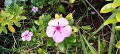 Catharanthus roseus