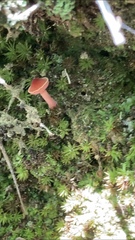 Chalciporus rubinellus