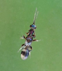Heydenia pretiosa