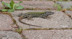 Podarcis muralis