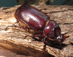 Oryctes monoceros