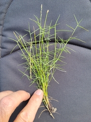 Muhlenbergia utilis