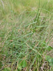 Muhlenbergia utilis