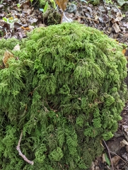 Thamnobryum