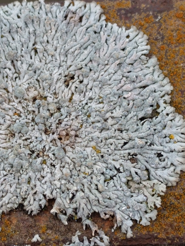 Blue-gray Rosette Lichen