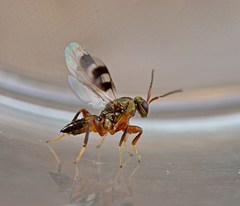 Cheiropachus quadrum