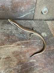 Marisora lineola