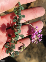 Indigofera mauritanica