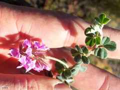 Indigofera mauritanica