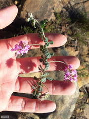 Indigofera mauritanica