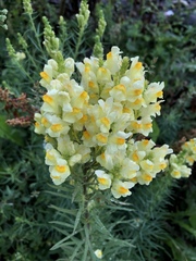 Linaria vulgaris