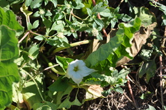 Jaborosa odonelliana