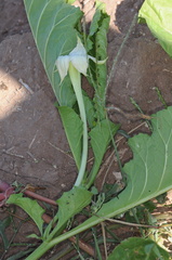 Jaborosa odonelliana