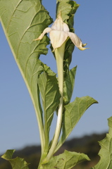 Jaborosa odonelliana