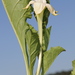 Jaborosa odonelliana - Photo 由 aacocucci 所上傳的 (c) aacocucci，保留部份權利CC BY-NC