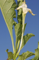 Jaborosa odonelliana