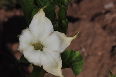 Jaborosa odonelliana